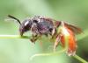 Sphecodes sp.